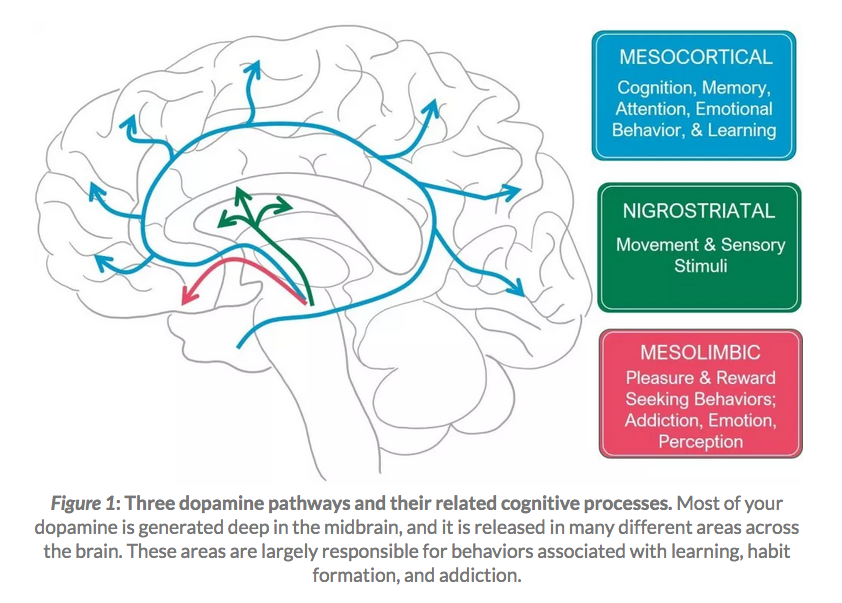 Screenshot of Harvard post “Dopamine, Smartphones & You: A battle for your time”