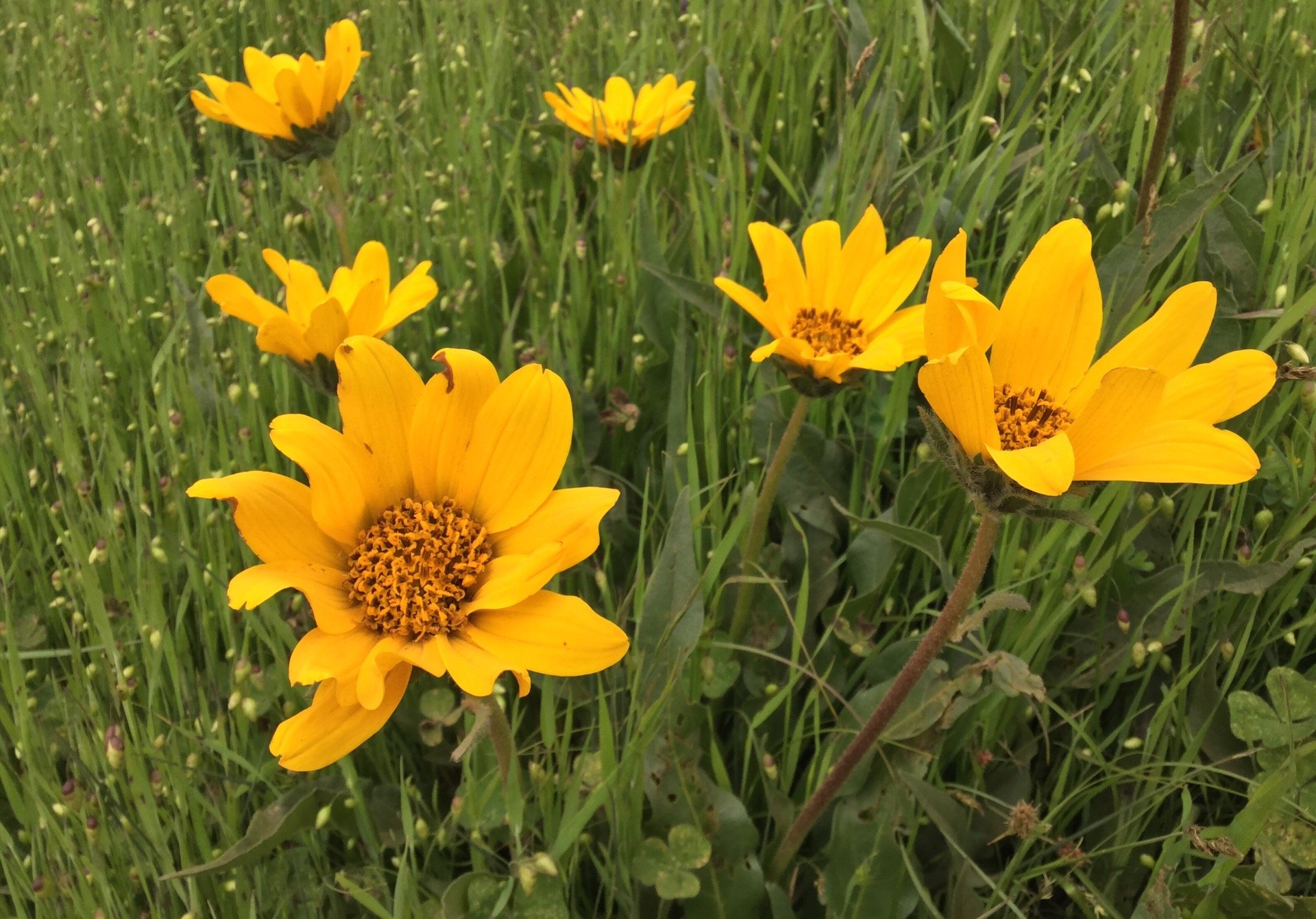 Yellow flowers among tall grasses